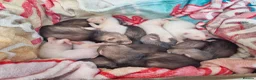 Ferret rodents for sale: Baby ferrets looking for forever home in Billingham - Advert 4