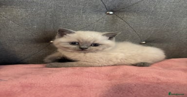 British Shorthair cats - Advert 13