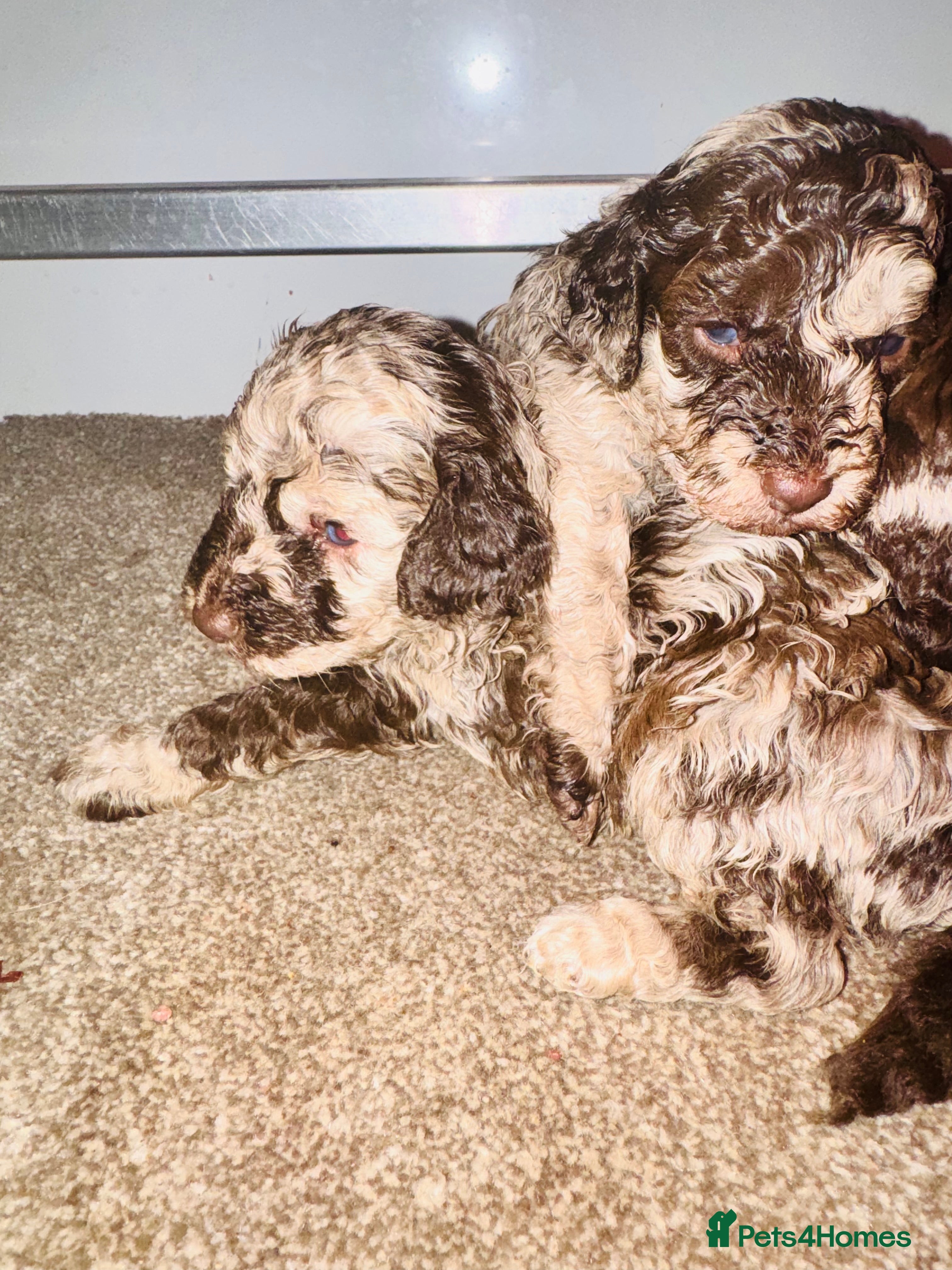 Cockapoo dogs Stunning toy cockerpoo puppies - Advert 5