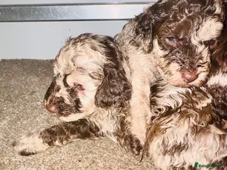 Cockapoo dogs Stunning toy cockerpoo puppies - Advert 5