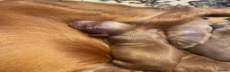 Cockapoo dogs for sale: 6 beautiful cockapoos  - Advert 13