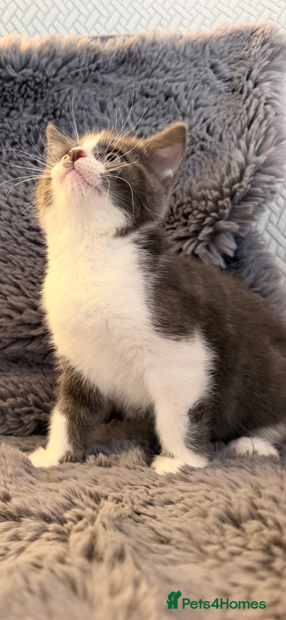 Maine Coon cats for sale: Maine Coon X British Shorthair  - Advert 8