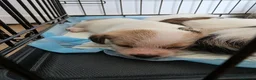 Mixed Breed dogs for sale: Shih tzu cross jack russell puppys - Advert 2