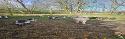 Goats livestock for sale: Pygmy goats mums with kids at foot - Advert 4