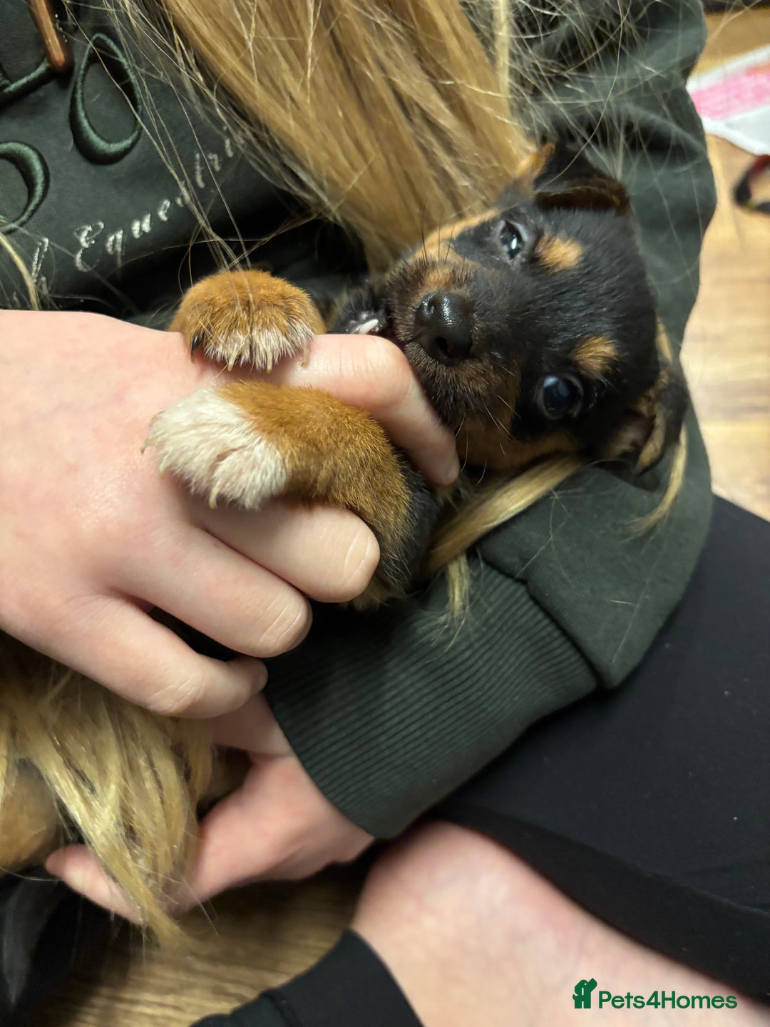 Mixed Breed dogs for sale: Stunning Jack Russell pups ready for loving homes  - Advert 8