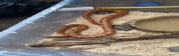 Corn Snake reptiles for sale: Male corn snake - Advert 1