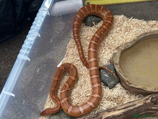 Corn Snake reptiles Male corn snake - Advert 2