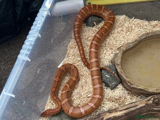 Corn Snake reptiles Male corn snake - Advert 6