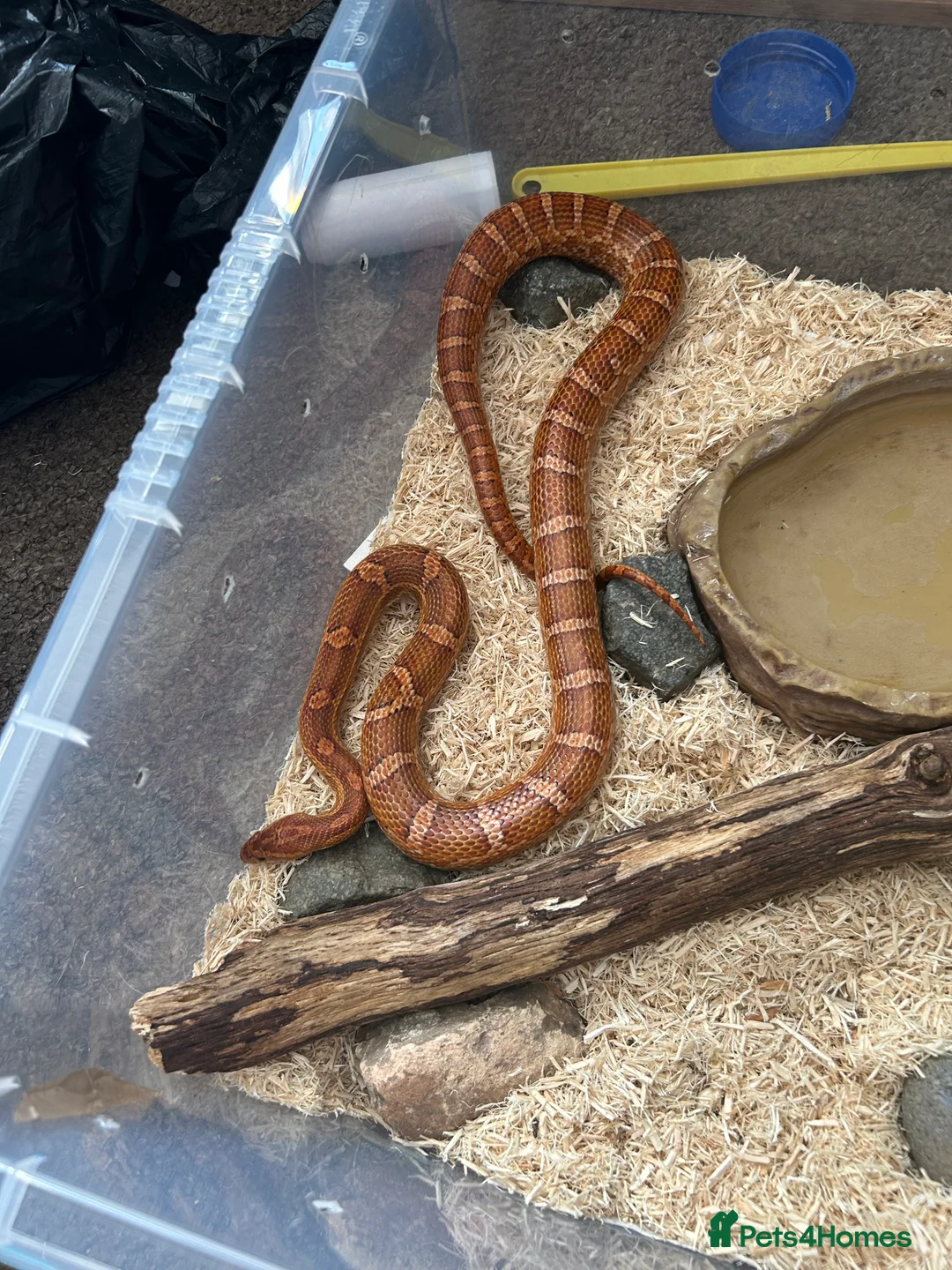 Corn Snake reptiles for sale: Male corn snake - Advert 1