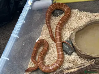 Corn Snake reptiles Male corn snake - Advert 8