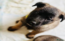 Belgian Shepherd Dog dogs for sale: Skye x Nines very last litter ever! 3B &7G  - Image 22