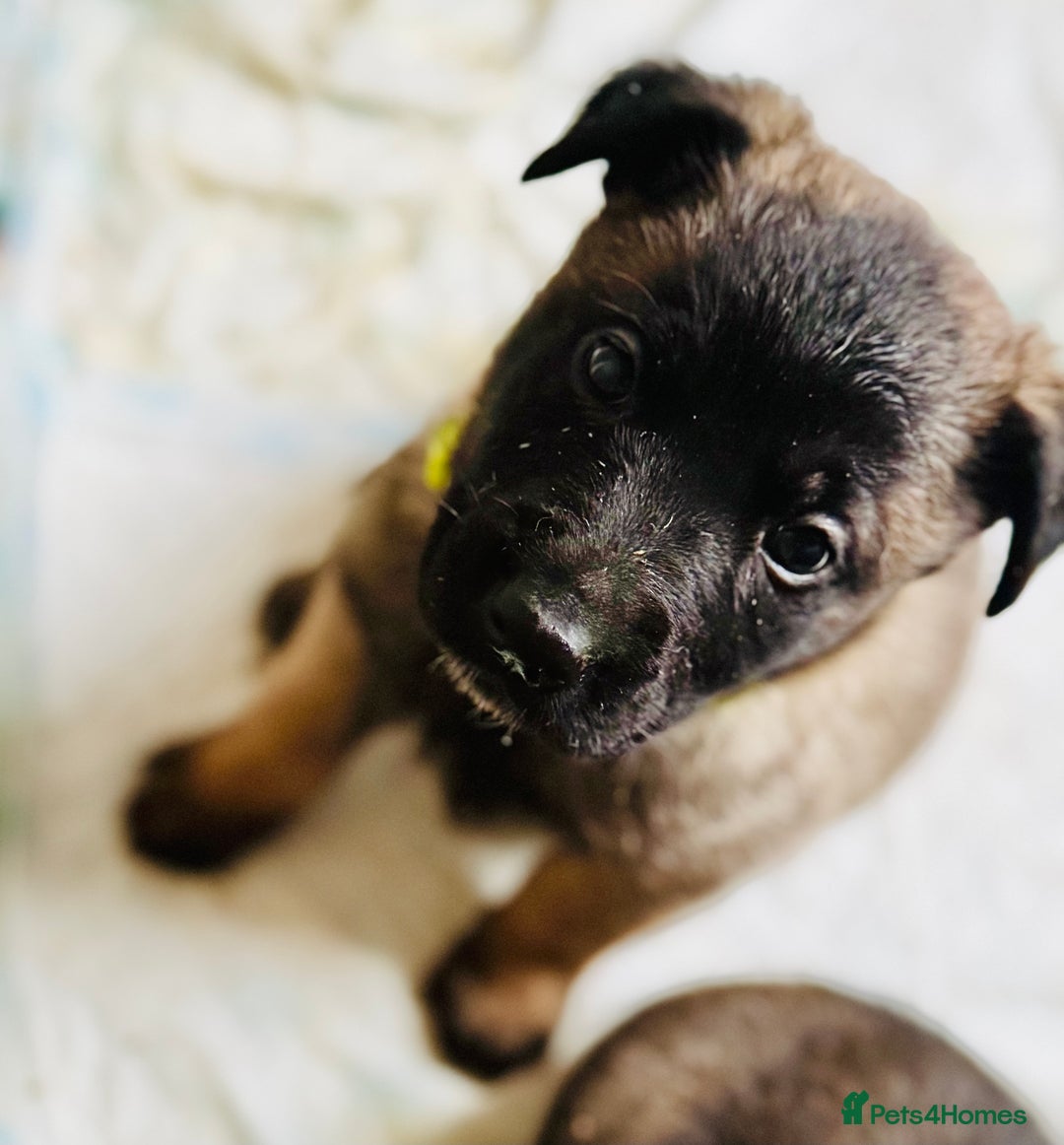Belgian Shepherd Dog dogs for sale: Skye x Nines very last litter ever! 3B &7G  - Image 22