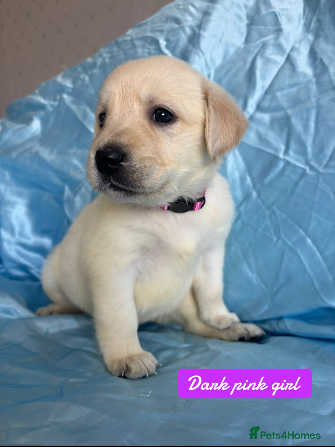 Goldador dogs for sale: 🤍🦮White Goldador Puppies🦮🤍 in Bridgend - Image 5