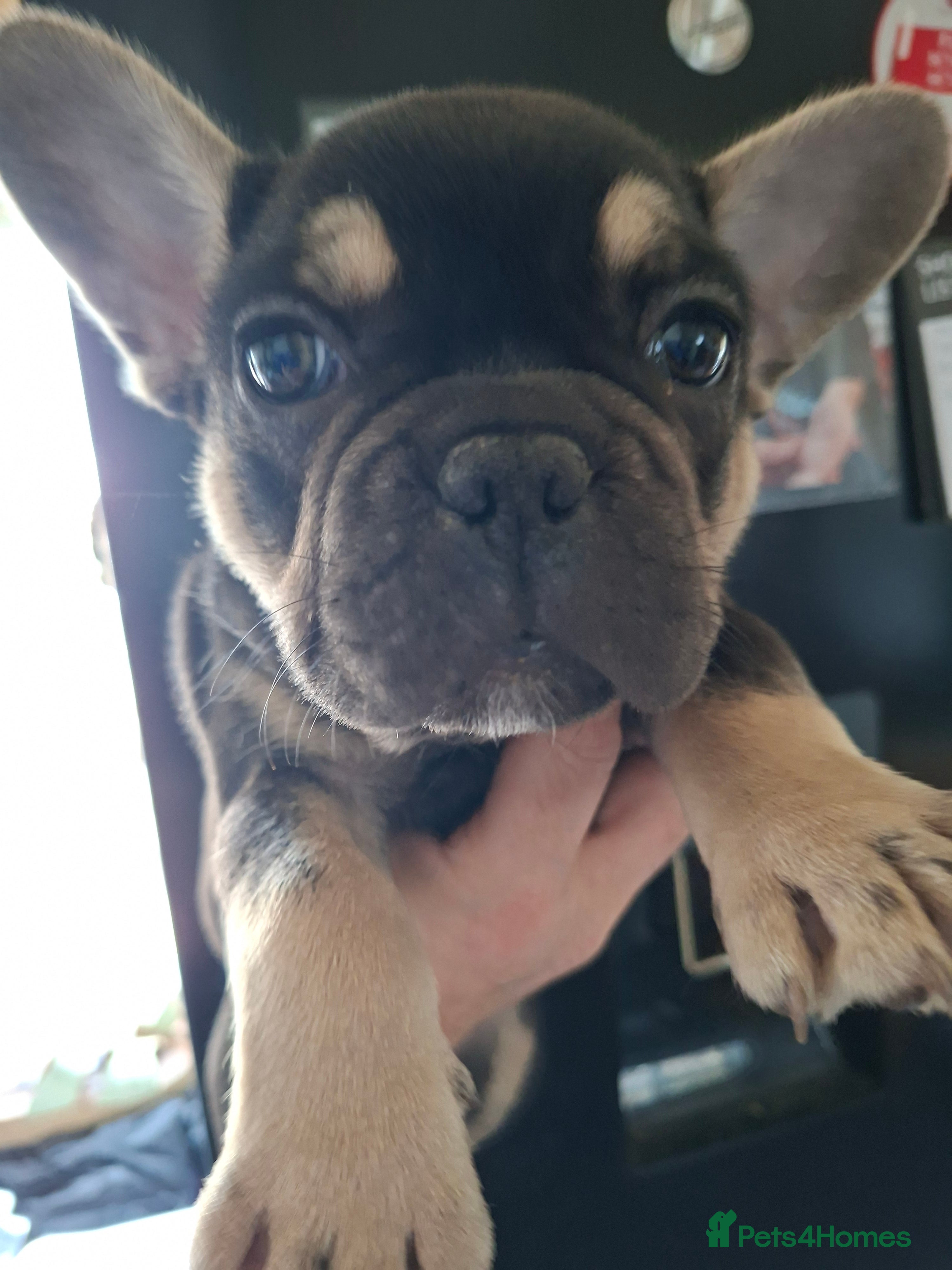 French Bulldog dogs READY NOW french bulldog puppies. fluffy carriers. - Advert 4