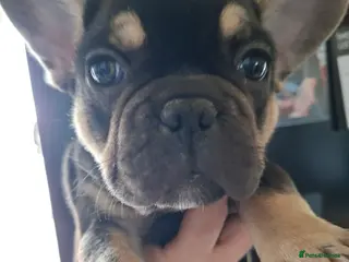 French Bulldog dogs READY NOW french bulldog puppies. fluffy carriers. - Advert 4