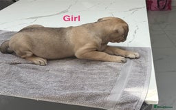 Cane Corso dogs for sale: Cane Corso puppies  - Image 9