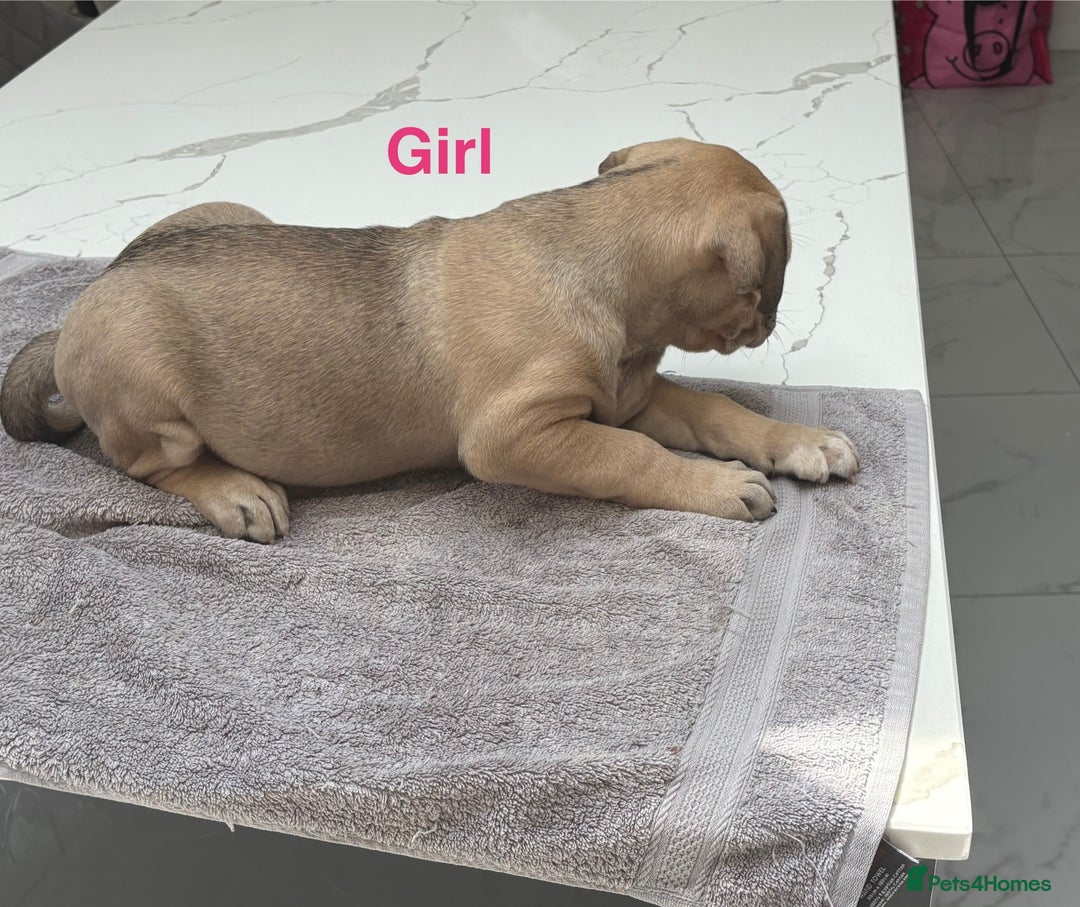 Cane Corso dogs for sale: Cane Corso puppies  - Image 9