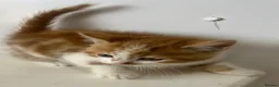Persian cats for sale: Perfect Persian X Kittens - Advert 6