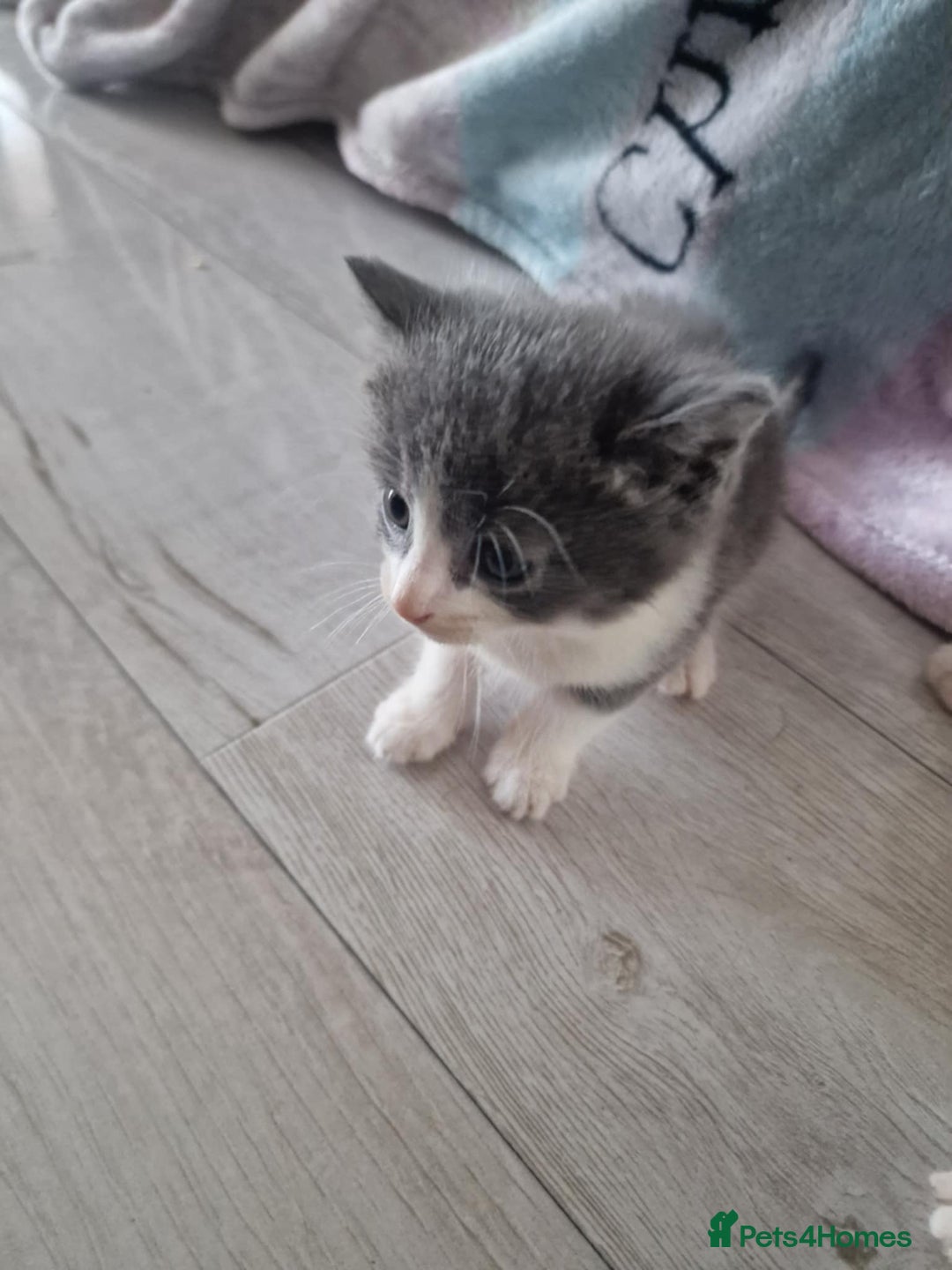 British Shorthair cats for sale: For sale - Image 6