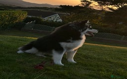 Mixed Breed dogs for sale: Beautiful Skye - Image 6