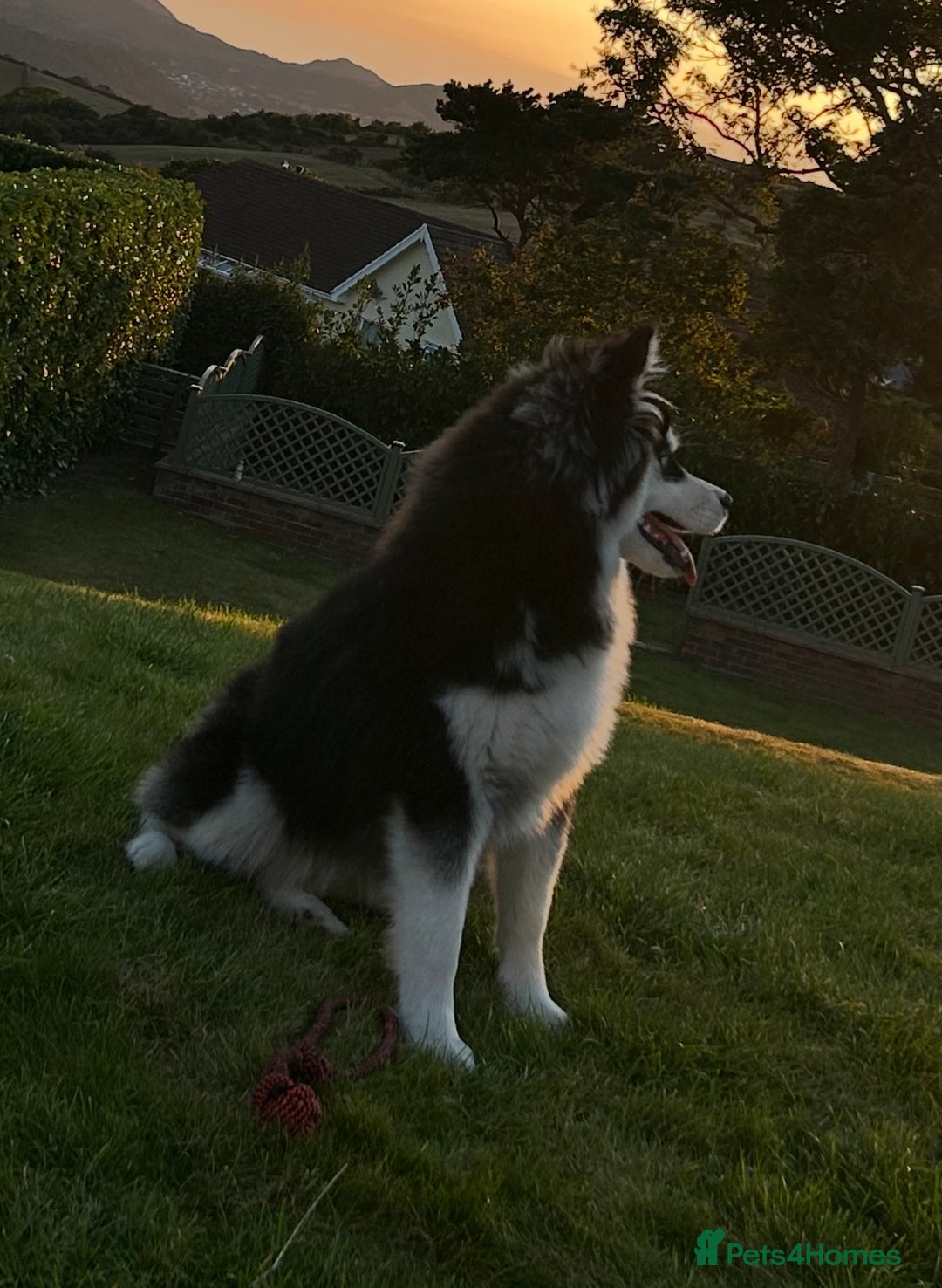 Mixed Breed dogs for sale: Beautiful Skye - Image 6