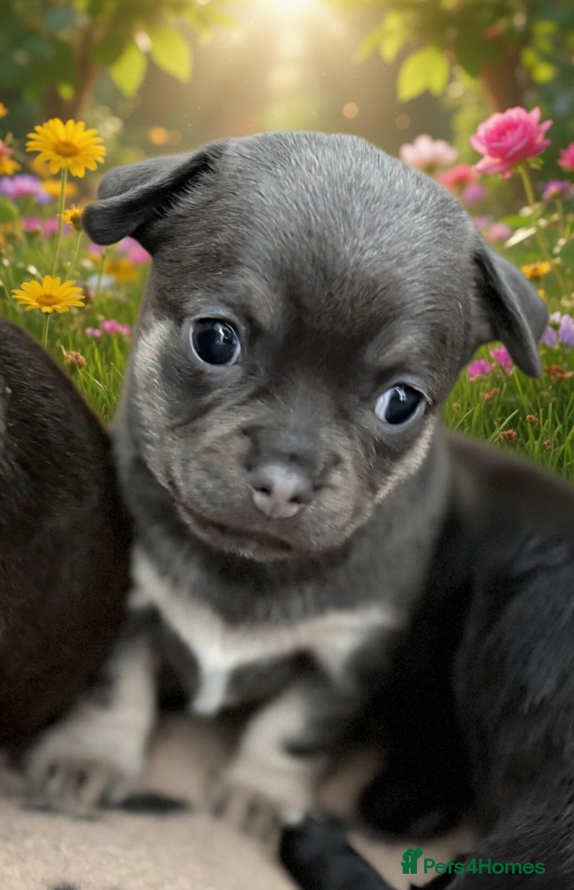 Chihuahua dogs Rare Blue/Tan and Black Chihuahua Puppies - Advert 16