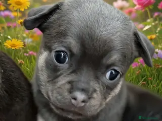 Chihuahua dogs Rare Blue/Tan and Black Chihuahua Puppies - Advert 4