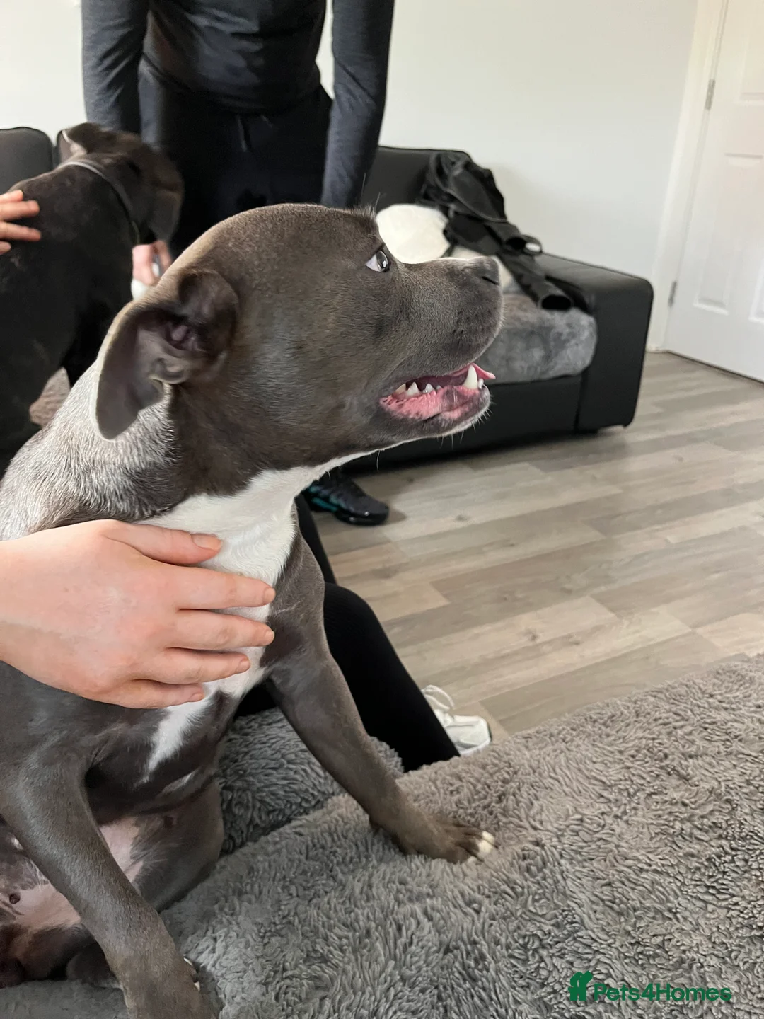 Staffordshire Bull Terrier dogs for sale: Blue staffy pups due soon - Advert 5