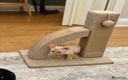 Devon Rex cats for sale: Devon Rex Kitten - Image 2