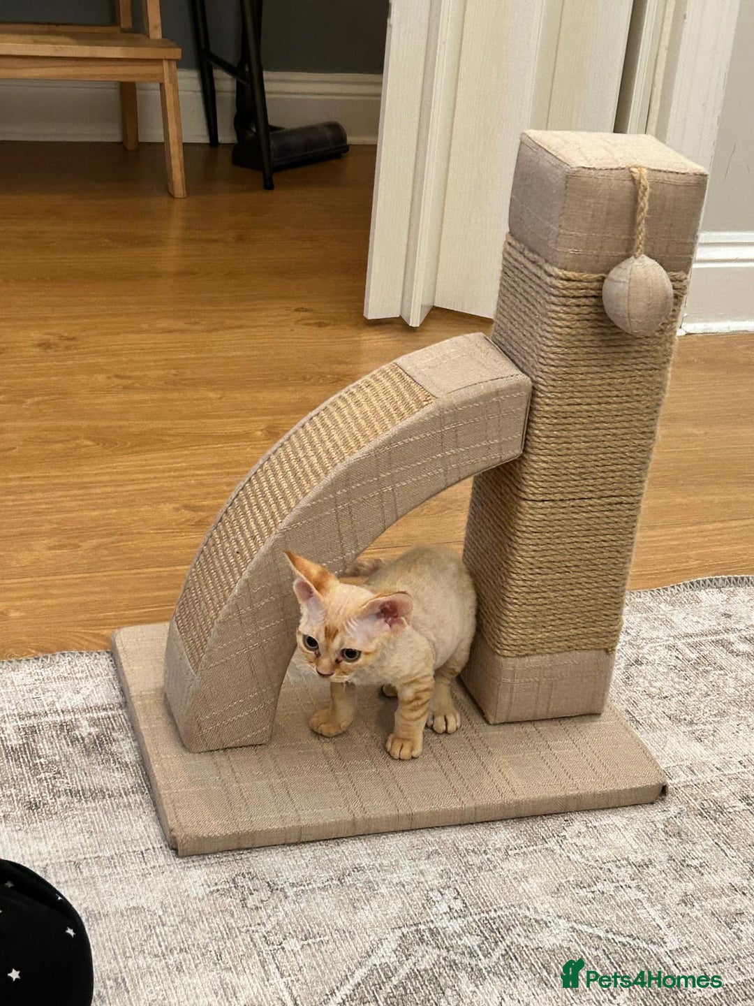 Devon Rex cats for sale: Devon Rex Kitten - Image 2