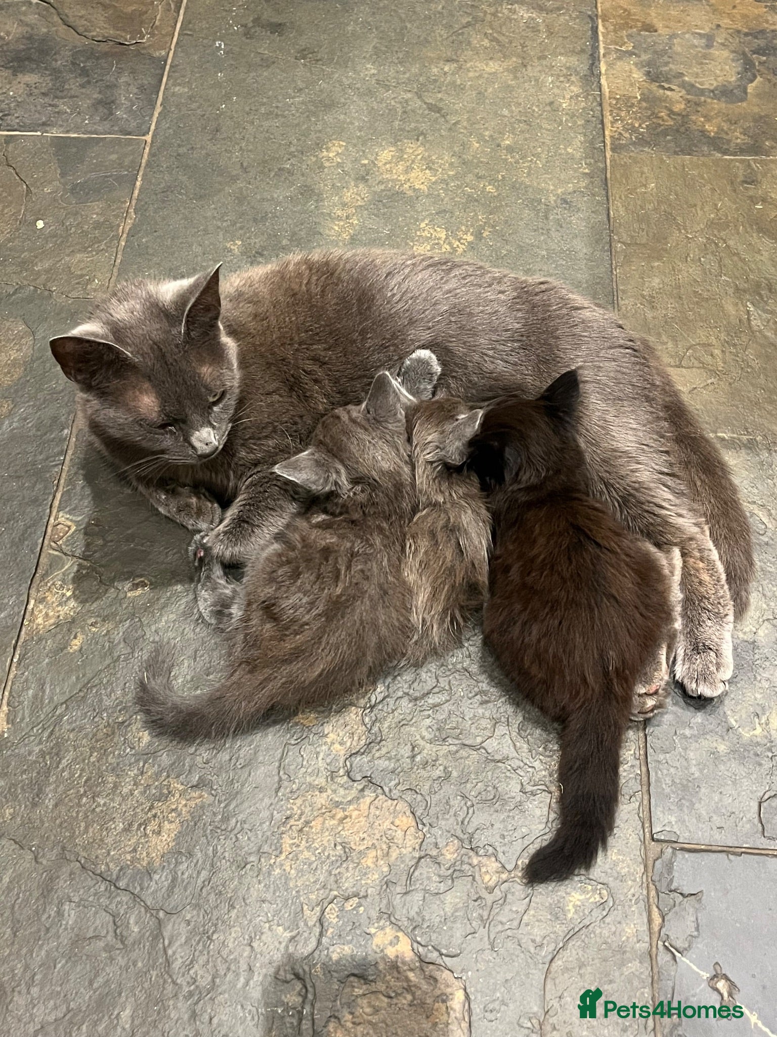 British Longhair cats British short and long haired mixed kittens  - Advert 2