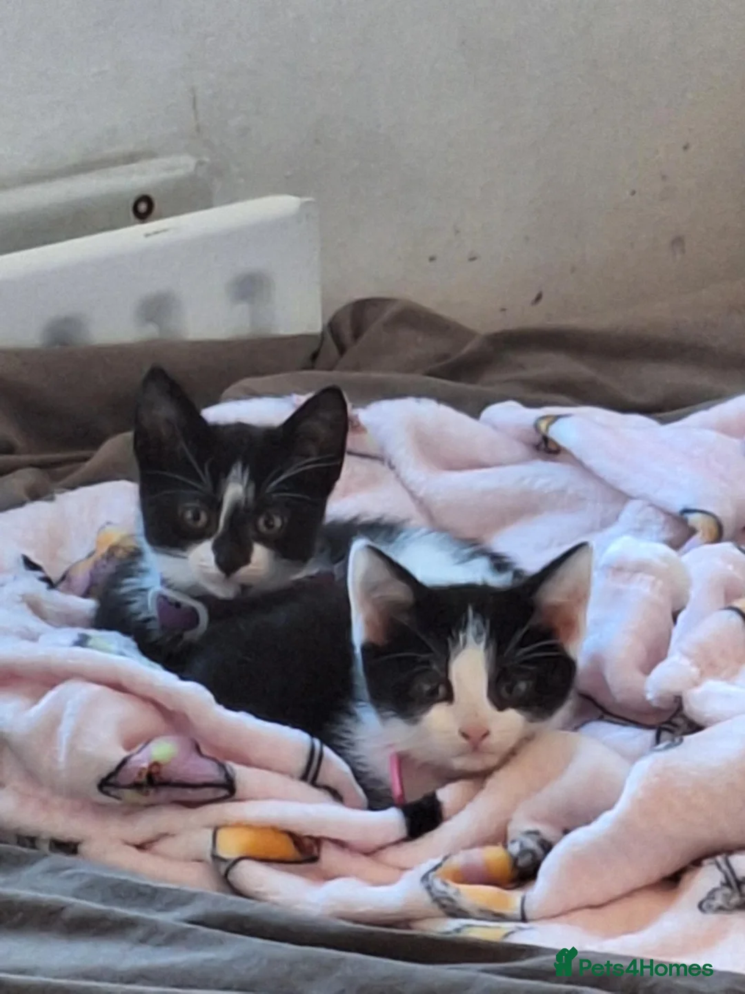Mixed Breed cats for sale: 2 girl kittens - Advert 2