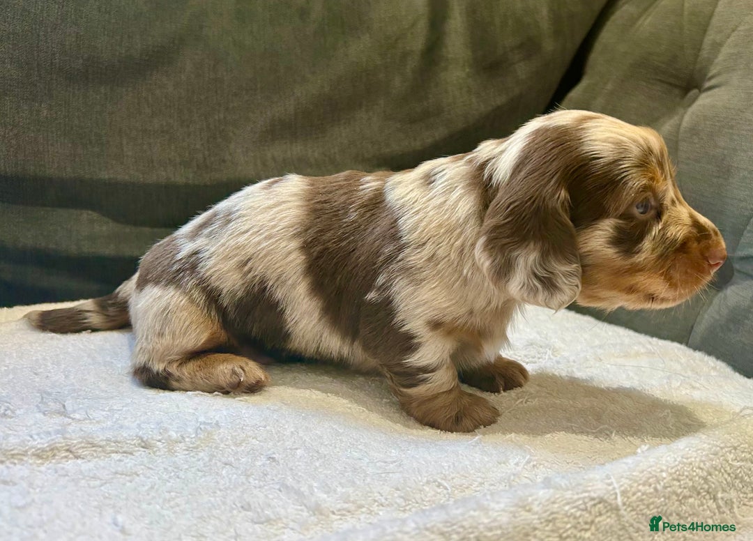 Miniature Dachshund dogs for sale: Stunning Kc Reg Long Hair Mini Dachshund puppies  - Image 7
