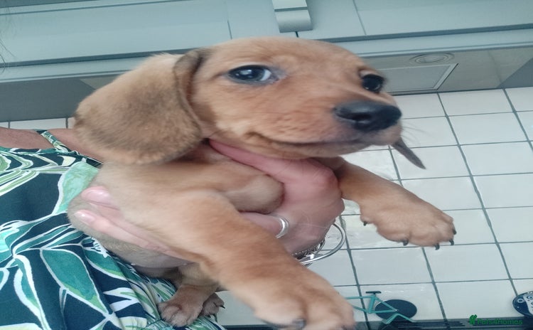 Miniature Dachshund dogs - Advert 3