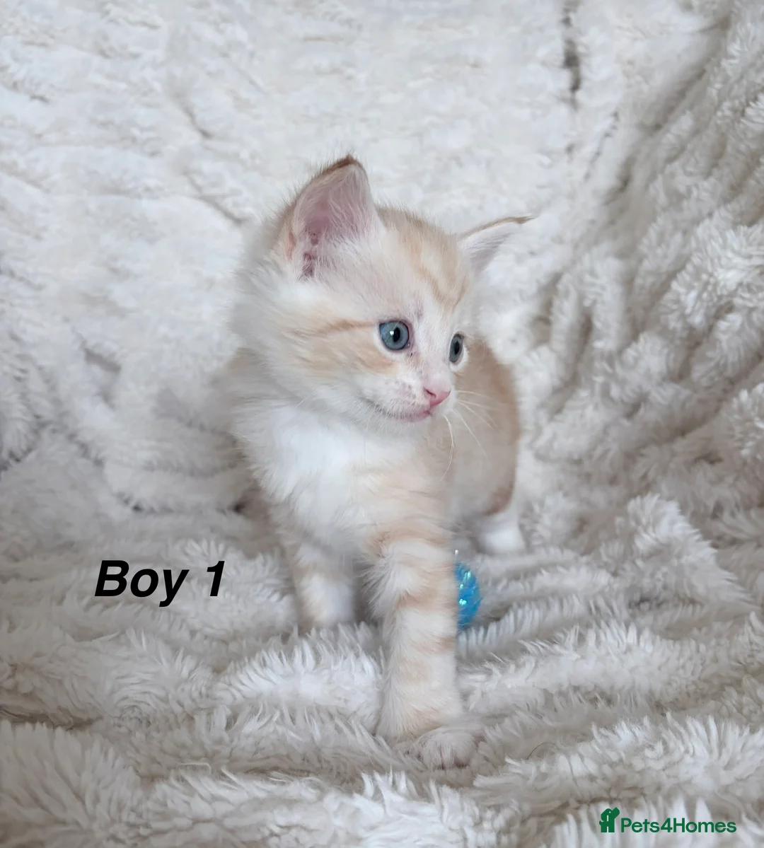 Maine Coon cats for sale: Maine coon kittens ready now, 1girl 1boy left  - Advert 28
