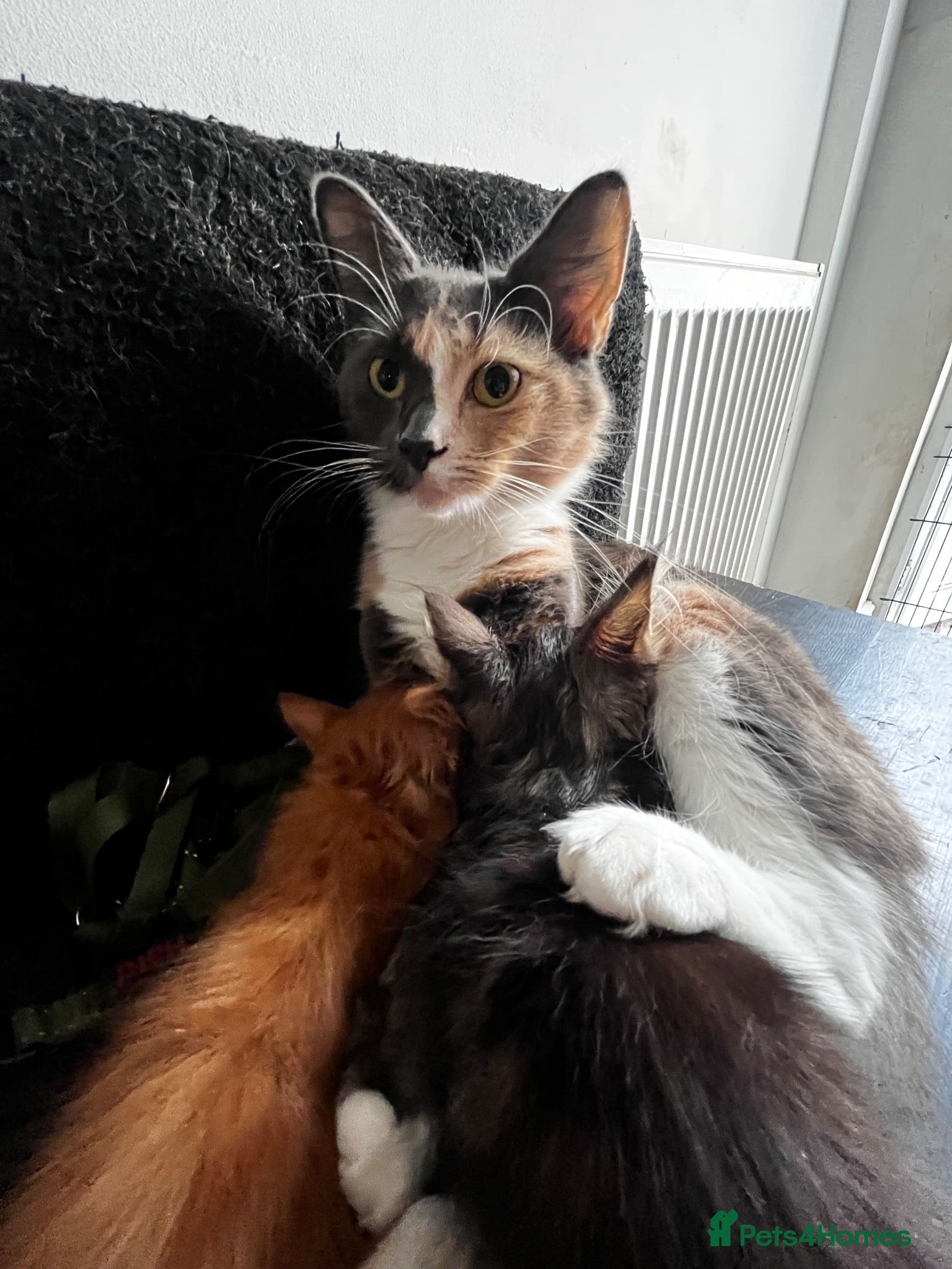 Mixed Breed cats 2 lovely raw fed kittens ready for a home - Advert 2