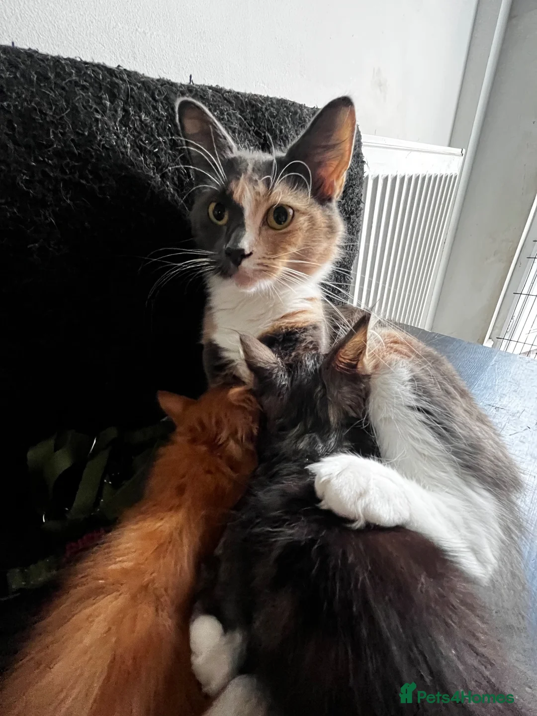 Mixed Breed cats for sale: 2 lovely raw fed kittens ready for a home in Doncaster - Advert 1