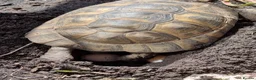 Tortoise reptiles for sale: Mediterranean spur thigh tortoises - hatchlings  - Advert 7