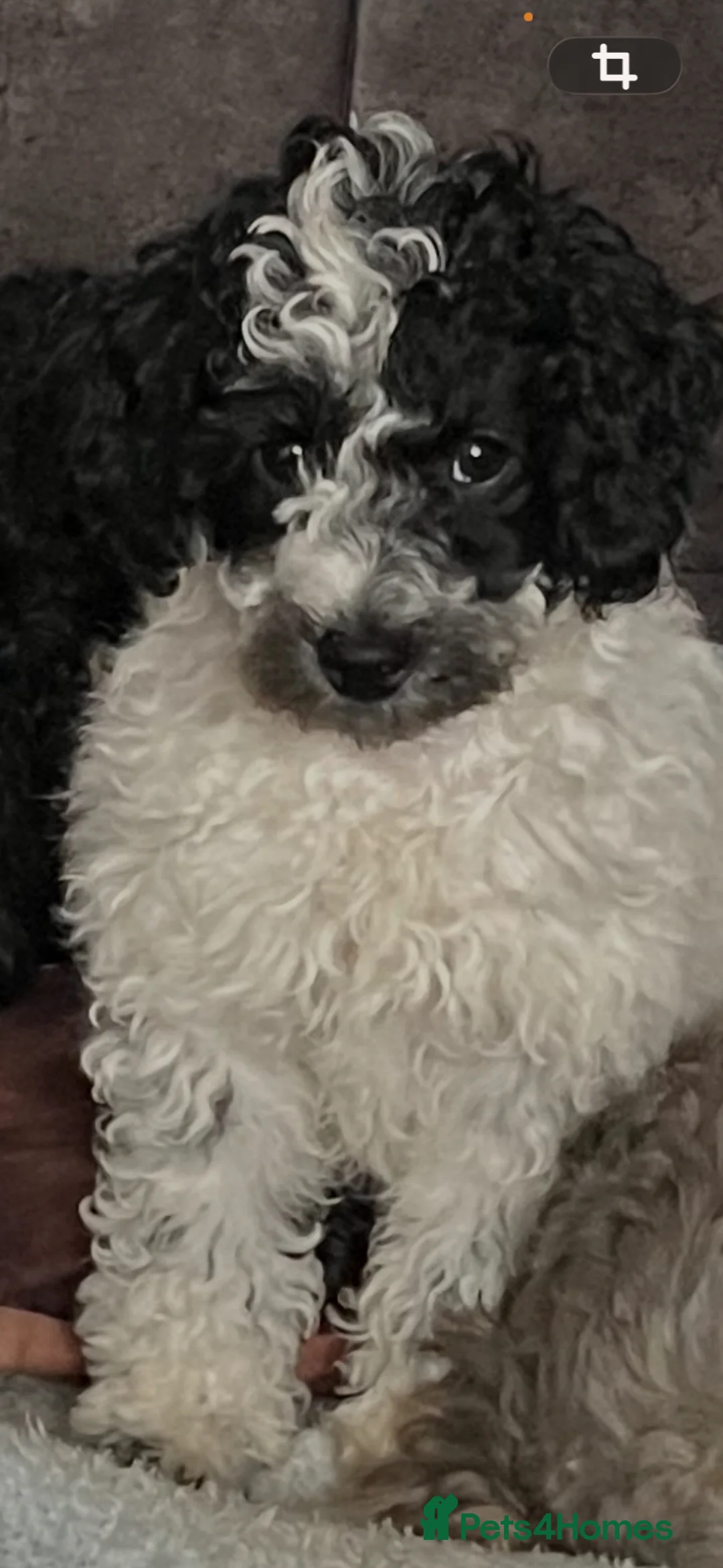 Miniature Poodle dogs for sale: Parti poodle  - Advert 1