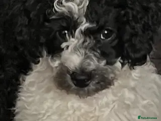 Miniature Poodle dogs Parti poodle - Advert 11