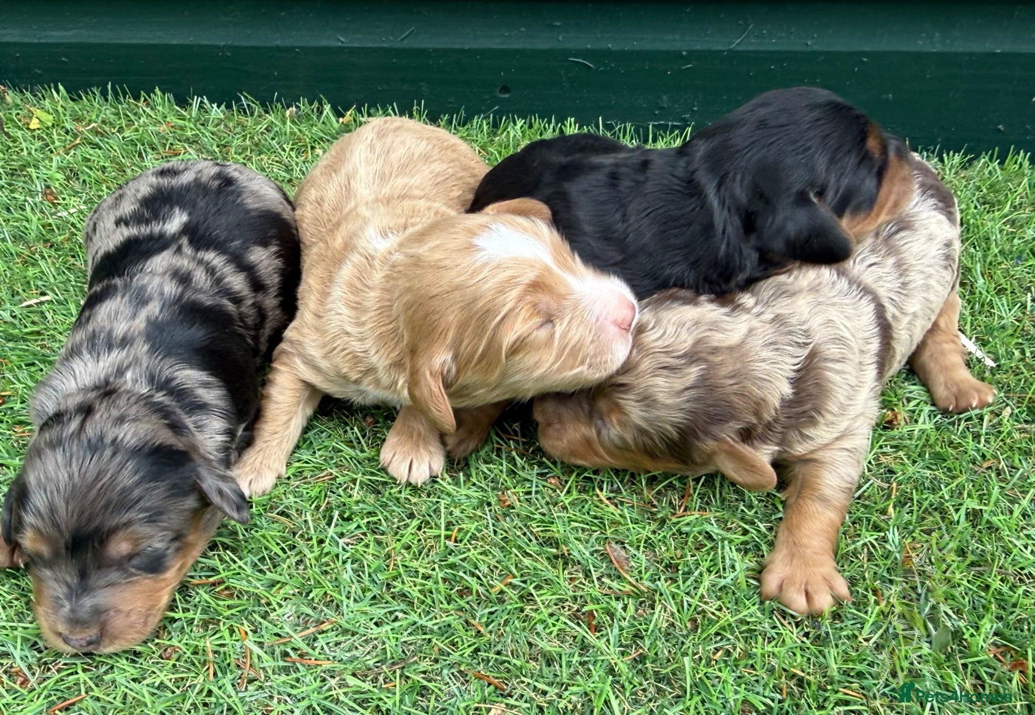Cockapoo dogs Stunning Toy Cockapoo pups - Advert 1