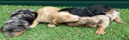 Cockapoo dogs for sale: Stunning Toy Cockapoo pups - Advert 1