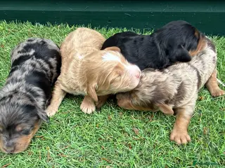 Cockapoo dogs for sale: Stunning Toy Cockapoo pups - Advert 1