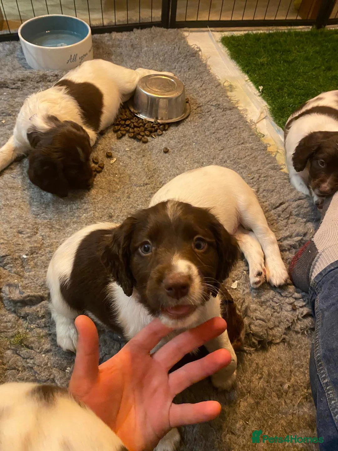 English Springer Spaniel dogs for sale: English Springer Spaniel Pups - Advert 8