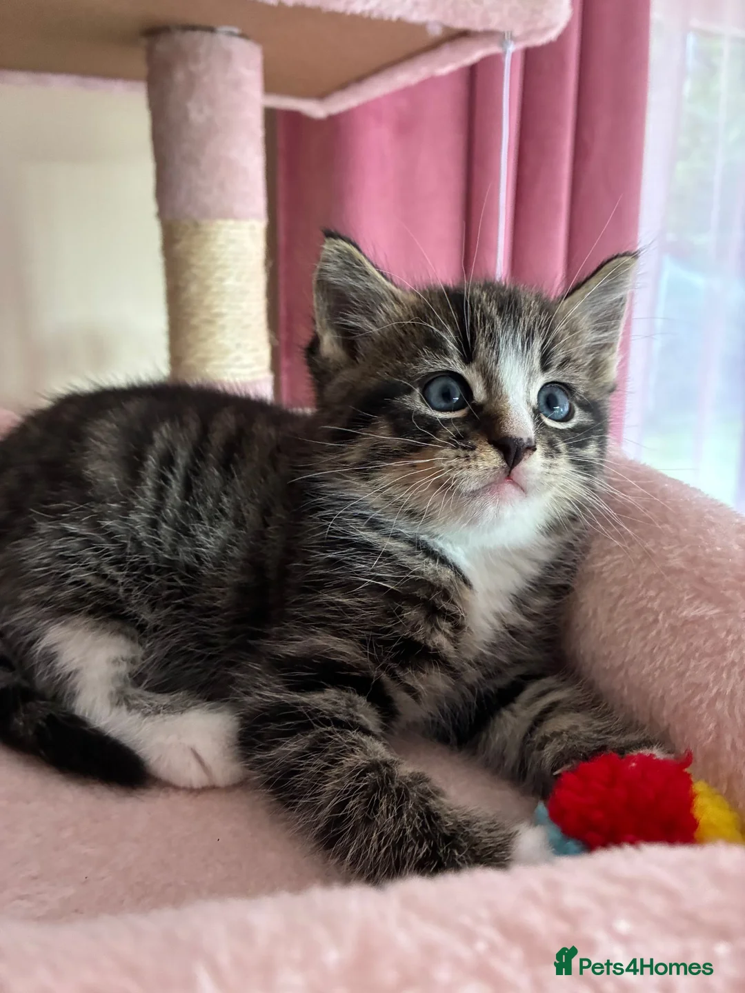 Mixed Breed cats for sale: Beautiful Ragdoll 2 males  - Advert 2