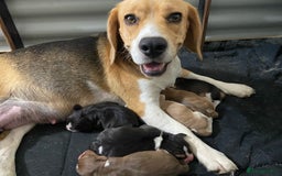 Beagle dogs for sale: Pure bred beagle puppies - Image 1