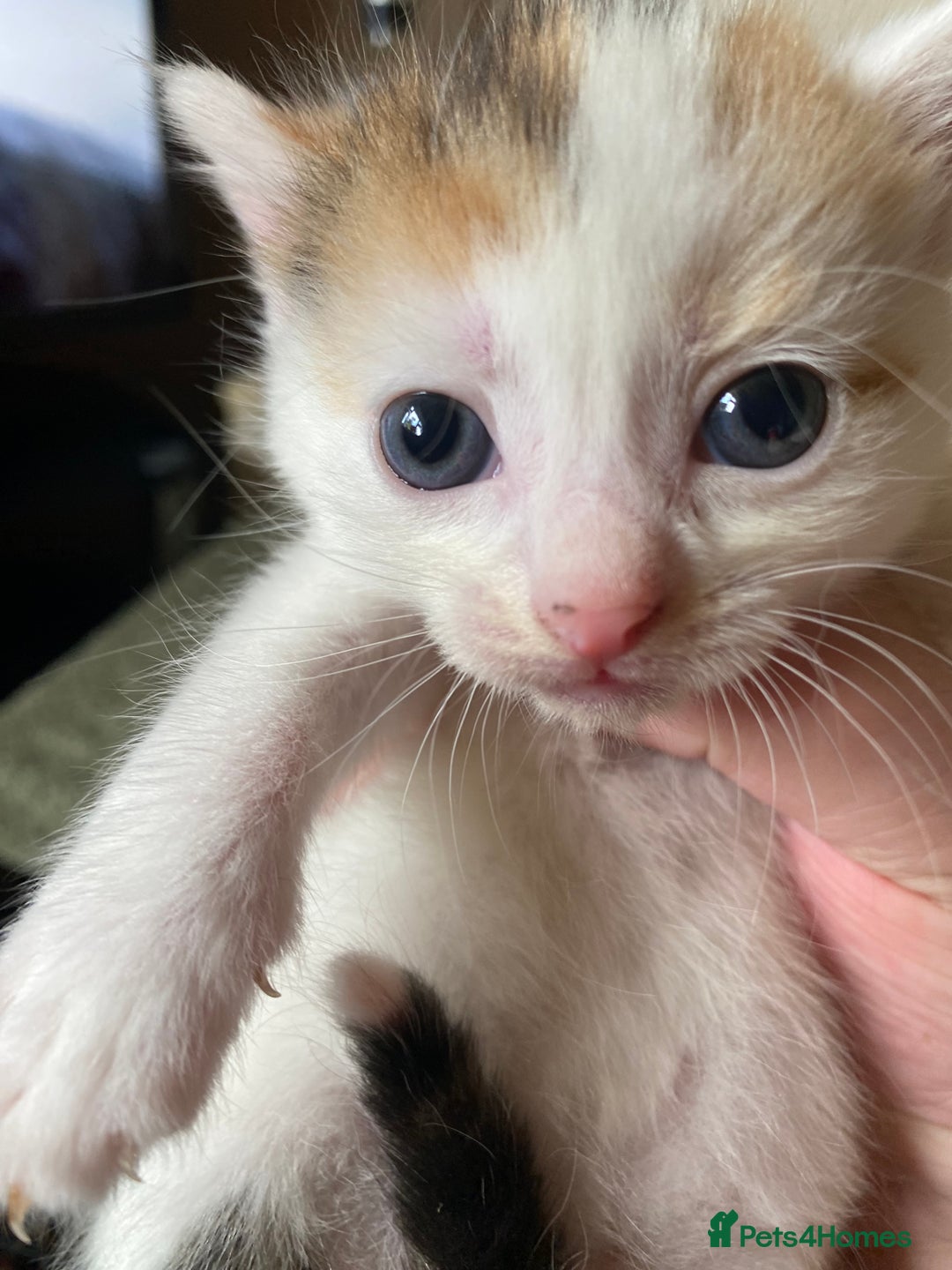 British Shorthair cats for sale: Mabel’s beautiful babies  - Image 8
