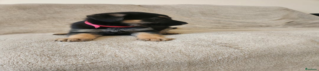 German Shepherd Puppy 1