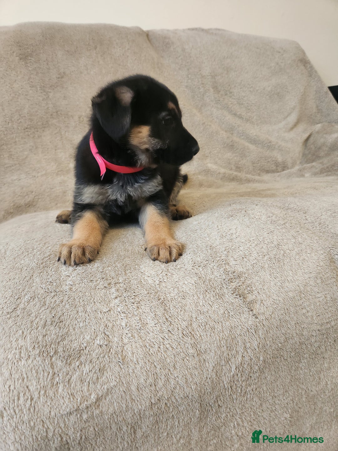 German Shepherd dogs for sale: Girls - Image 3