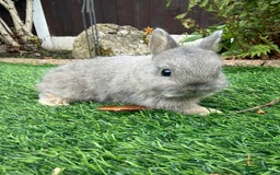 Netherland Dwarf rabbits for sale: Pure Netherland Dwarf - Image 6